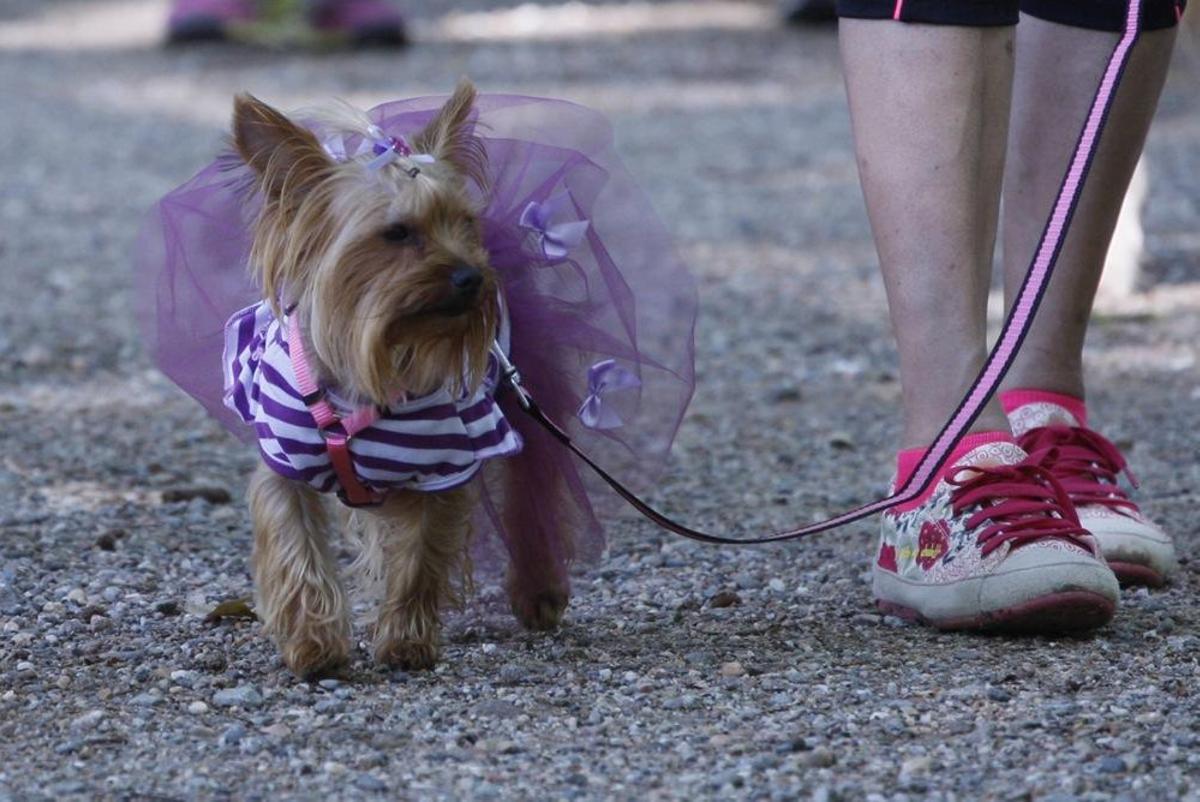I Marxa Solidària Canina de Diari de Girona I Marxa Solidària Canina de Diari de Girona