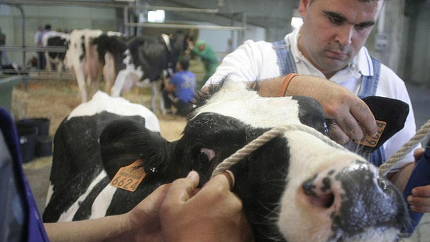 El precio de la leche de vaca en Asturias sube un 2,5% en enero
