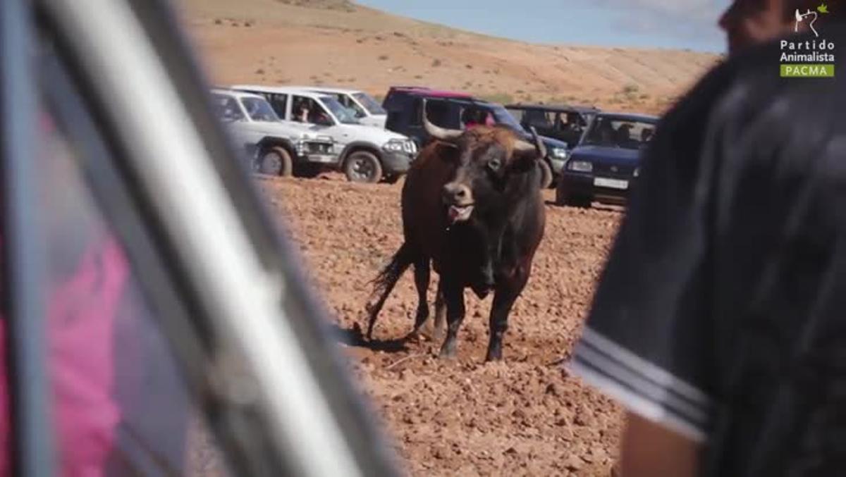 Vídeo dels ’encierros’ amb vehicles que es porten a terme a l’Alcarria i que ha sigut publicat pel Partit Animalista a la seva pàgina web.