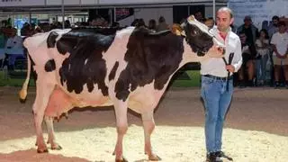 Rocío no es una vaca cualquiera, es la mejor de España: 220.000 litros de leche