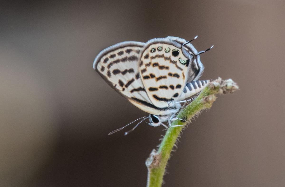 Esta es la mariposa del año en 2024, que solo vive en Murcia y Almería