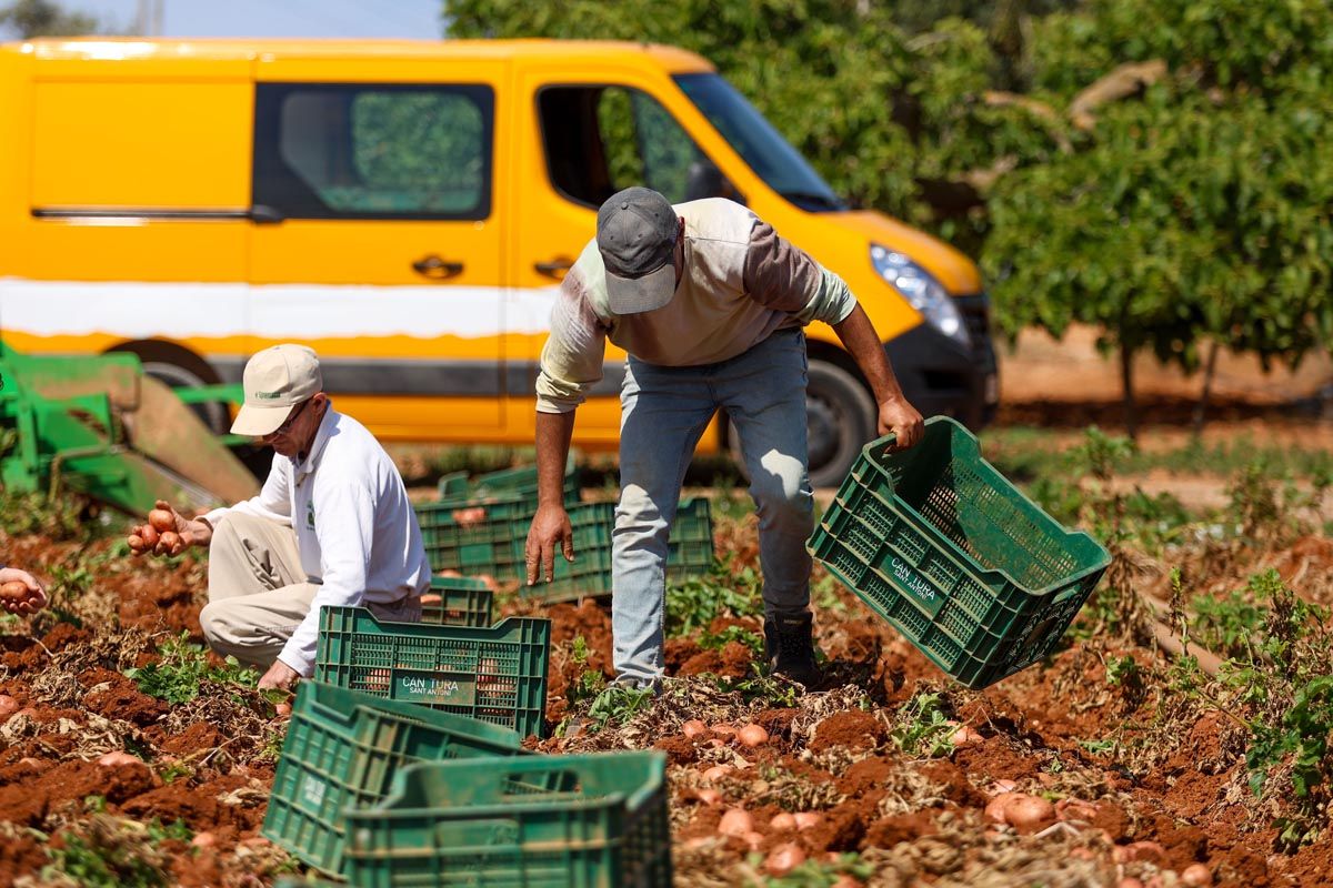 Galería: Los productores de Ibiza recogerán 2,7 millones de kilos de patata en 2025