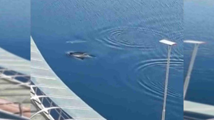 Una pareja de delfines se adentra en el Lérez