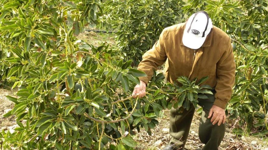 Un agricultor examina una plantación de aguacates