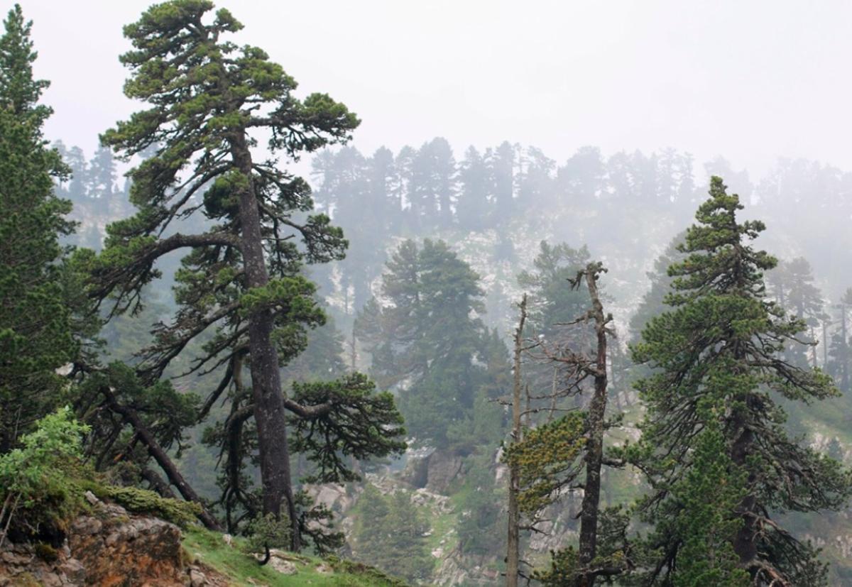 Un bosc de pi negre al Pirineu