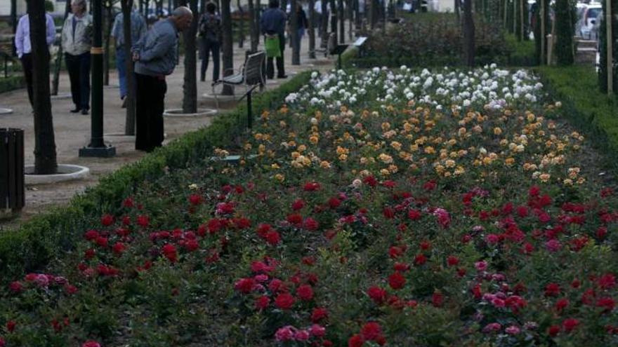 Los jardines reciben los primeros visitantes para admirar las rosas justo después de su inauguración.