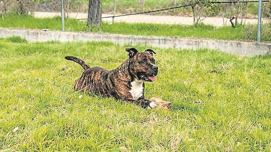 Rescatados perros abandonados