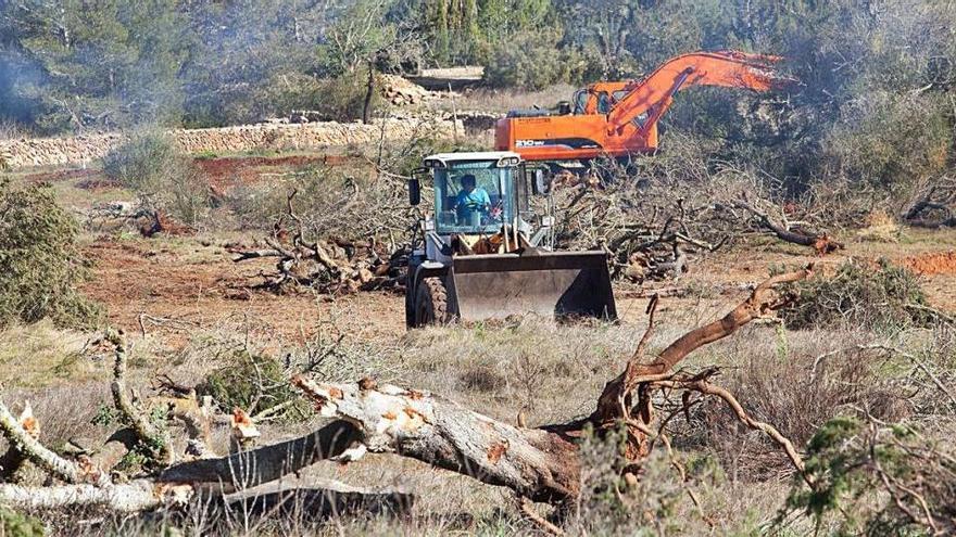 La quema de árboles y el desbroce de terreno seguían ayer por la mañana.