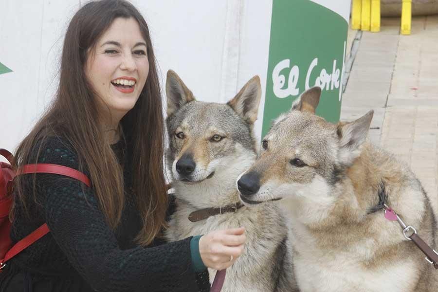 Una día muy perruno en la Canicross de Córdoba