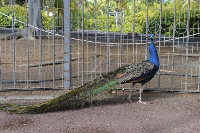 04-05-2016 TELDE. Nuevo espacio para aves en el parque de San Juan. Fotógrafo: ANDRES CRUZ