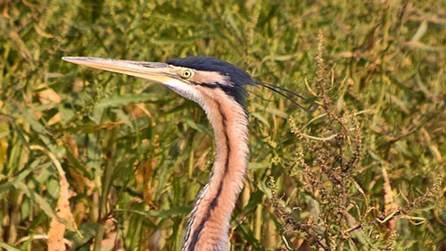 Els Aiguamolls de l'Empordà assoleixen una xifra "rècord" d'agró roig amb 80 parelles reproductores