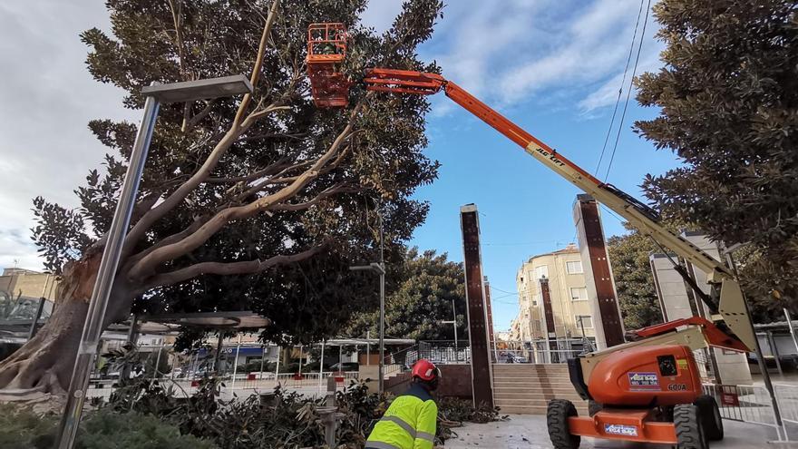 Novelda retira un ficus y un pino de grandes dimensiones por el alto riesgo de caída
