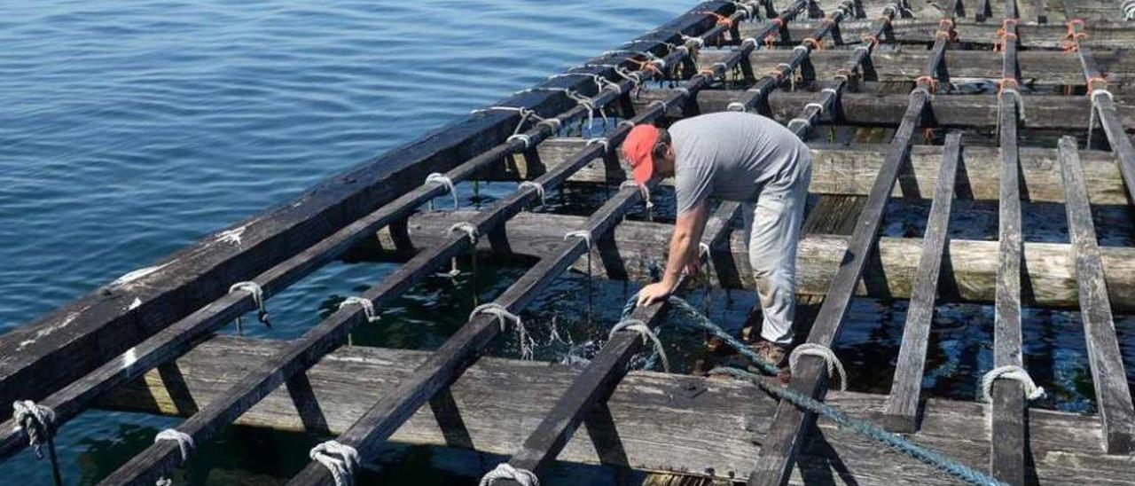 Las bateas forman parte del paisaje de la ría de Arousa. // Noé Parga