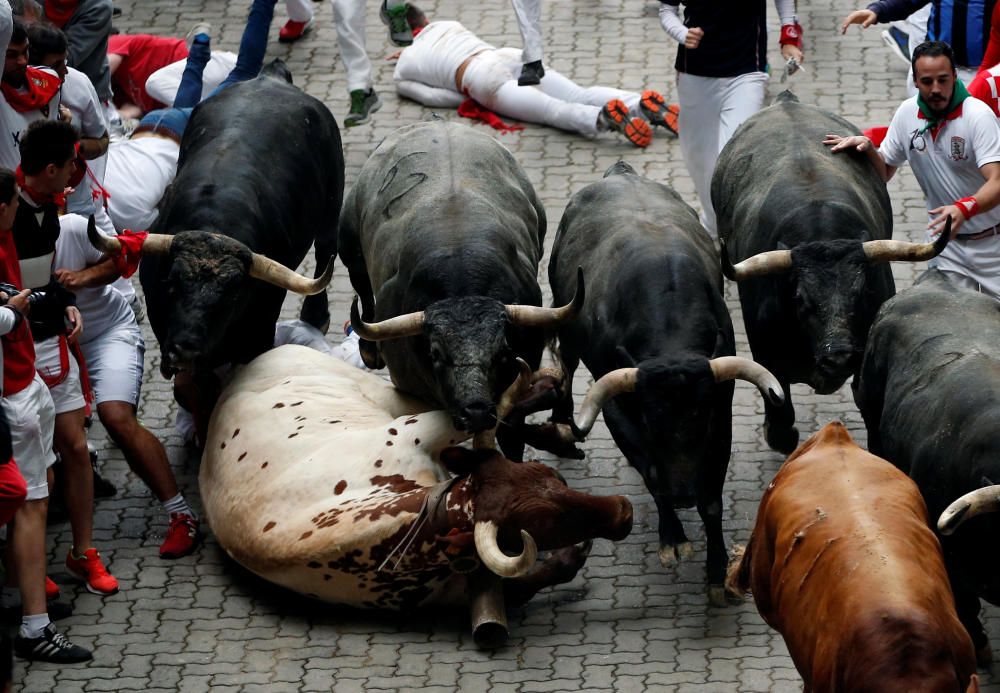 Un novillo cae frente a los toros Miura durante la última carrera de las fiestas de San Fermín.