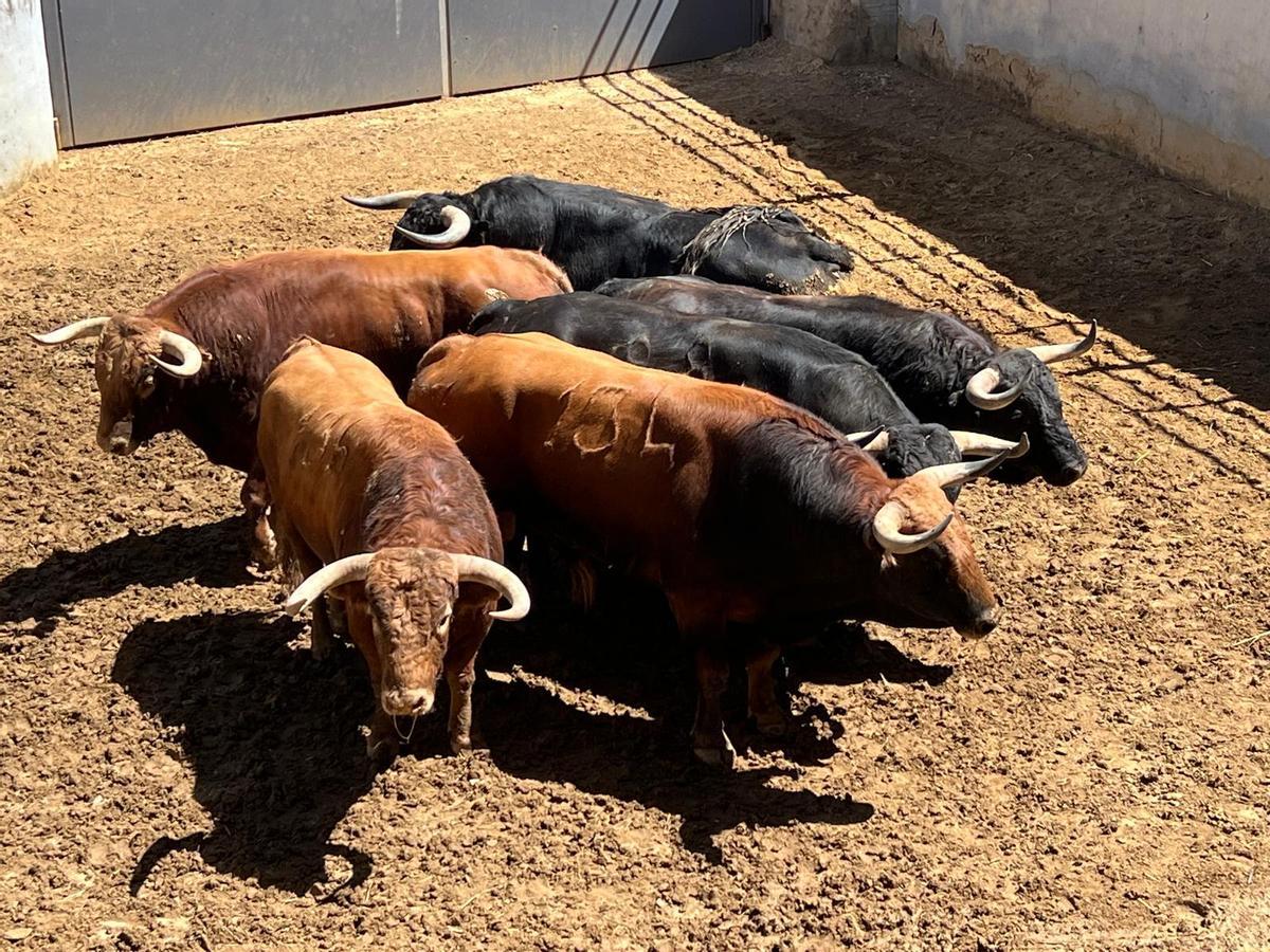 Toros de Domingo Hernández que se lidiarán esta tarde en la plaza de toros de Córdoba.