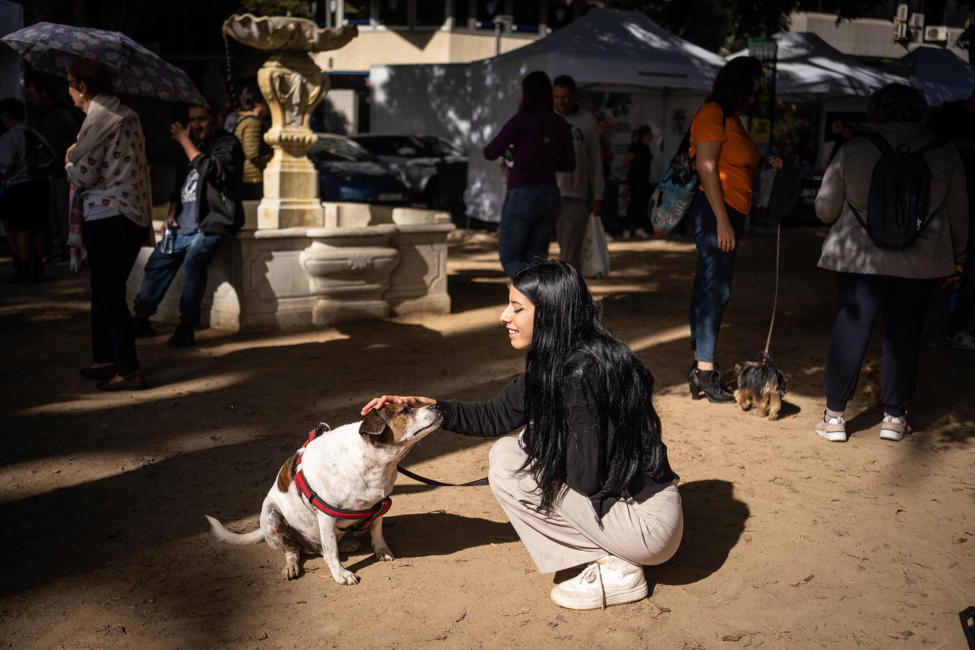 Día de las Mascotas en Santa Cruz de Tenerife