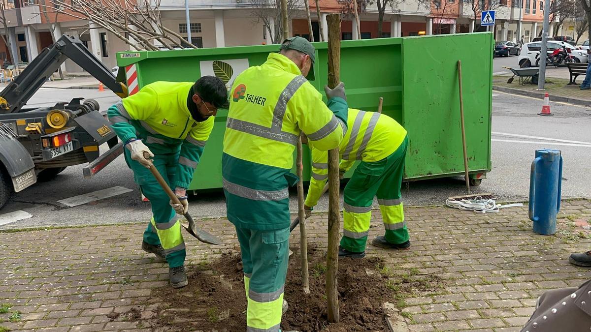 Operarios de la empresa Talher plantan un árbol de los farolillos en Nuevo Cáceres.