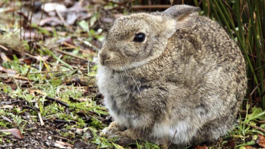 La falta de enfermedades ha provocado una plaga de conejos