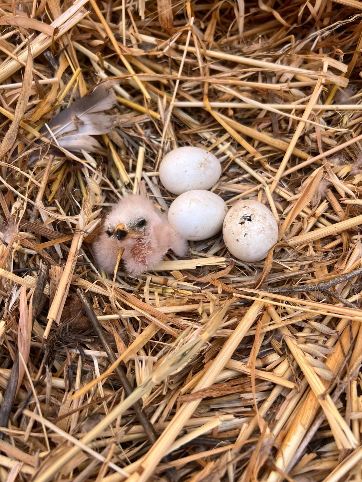 Un pollo de aguilucho cenizo junto a tres huevos en un nido.