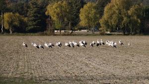 El grupo de cigüeñas que se han instalado en Banyoles.