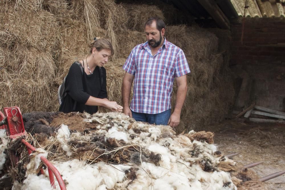 Pastor de oveja xalda y esquiladora en Llanera