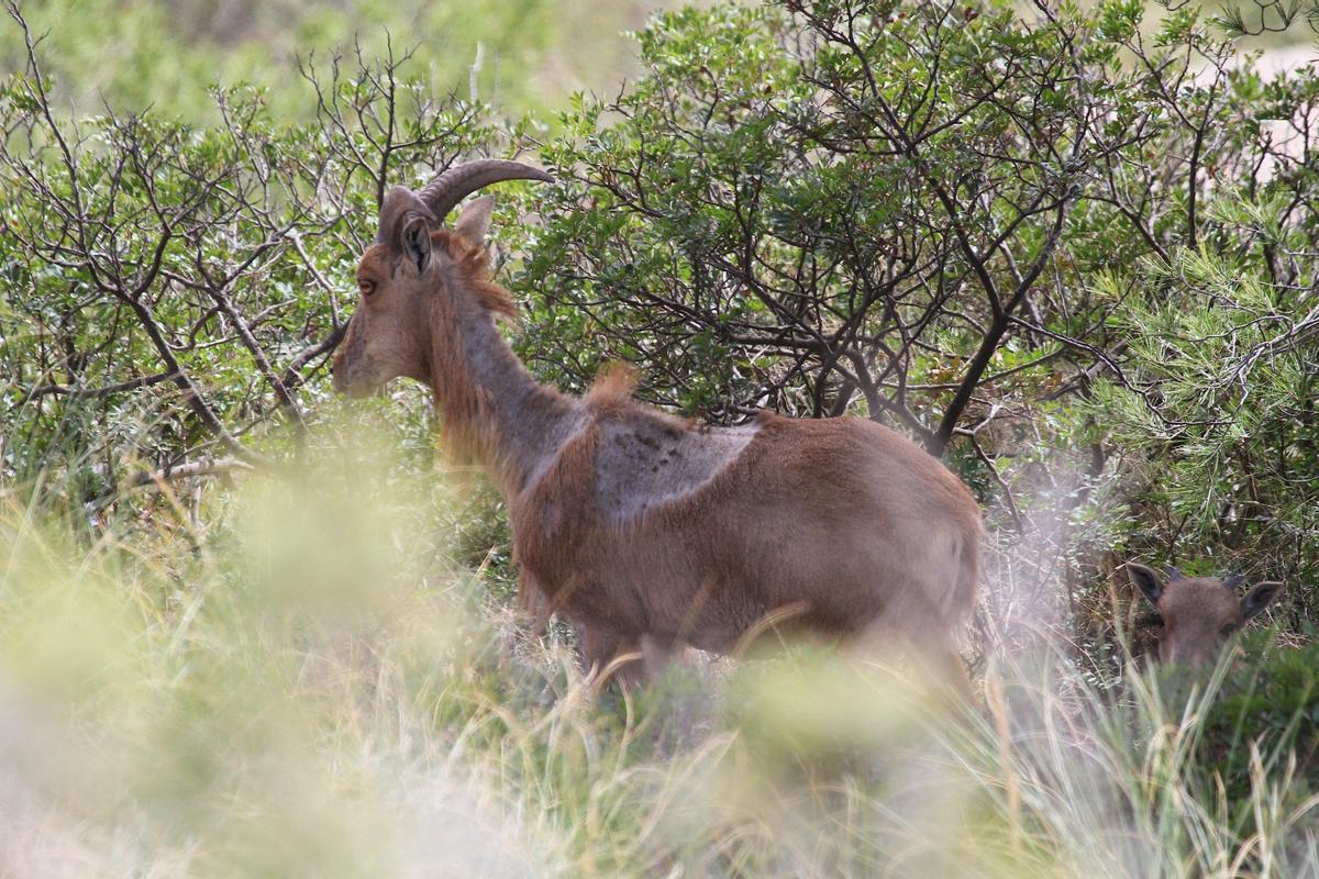 Ejemplar de arruí afectado severamente por la sarna en el que se puede ver la pérdida de su pelaje.
