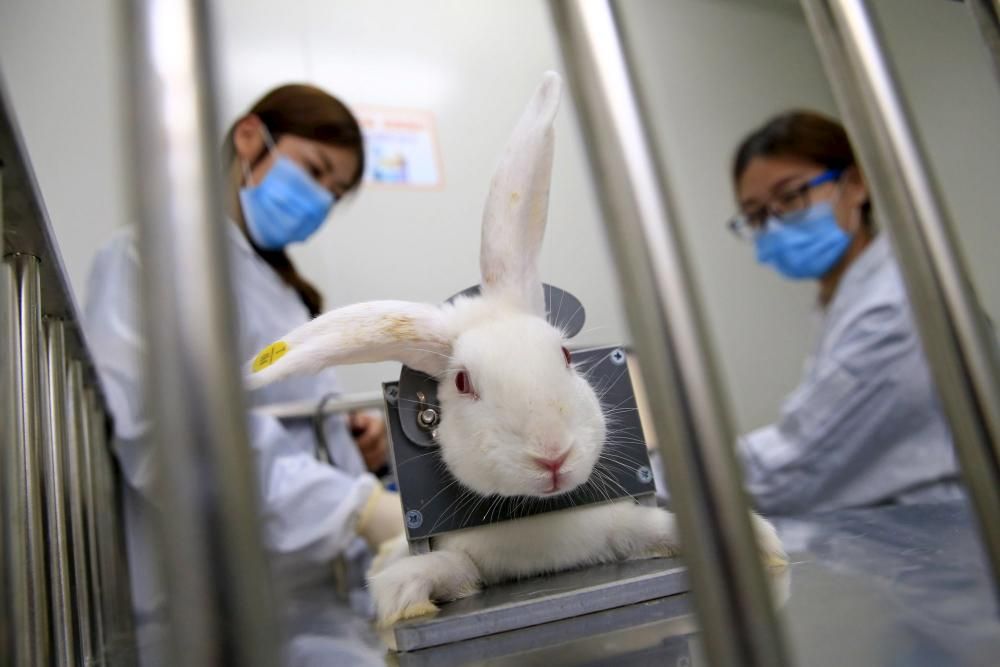 Científicos miden la temperatura de un conejo como preparación para un test de drogas en Tianjin, China.