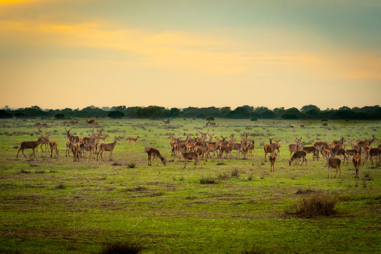 Manada de ciervos pastando al amanecer en Doñana.