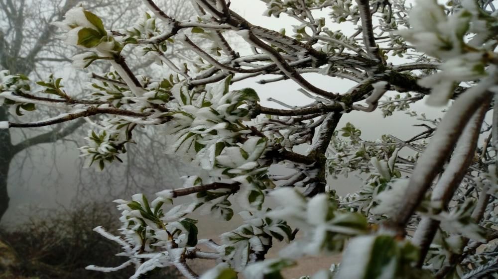 Boira. Sembla neu però és el resultat de la boira gebradora, a la població d’Ardèvol.