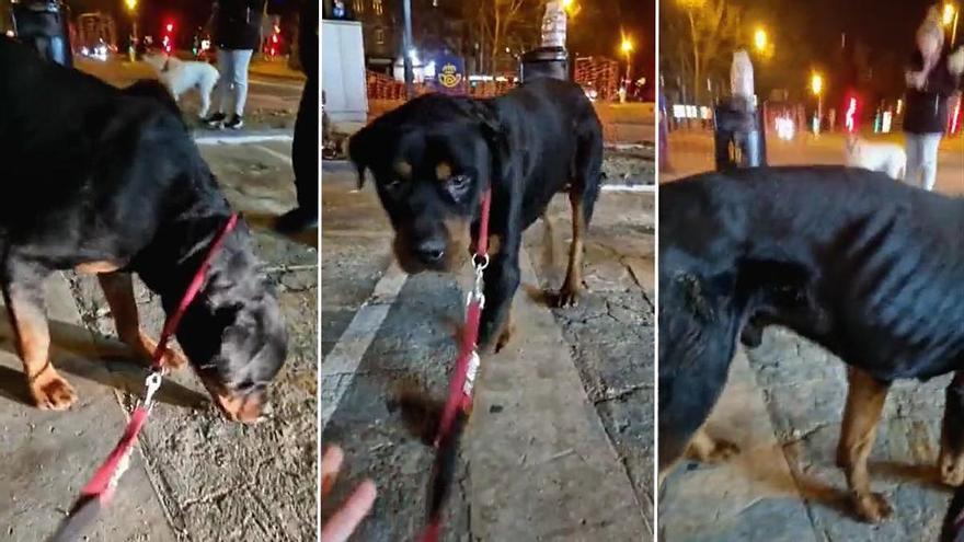 El pequeño de &#039;Los Serrano&#039; rescata a un perro abandonado y ataca al dueño