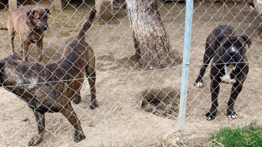 El Consell preveu el Centre d&#039;Acollida d&#039;Animals per al 2019