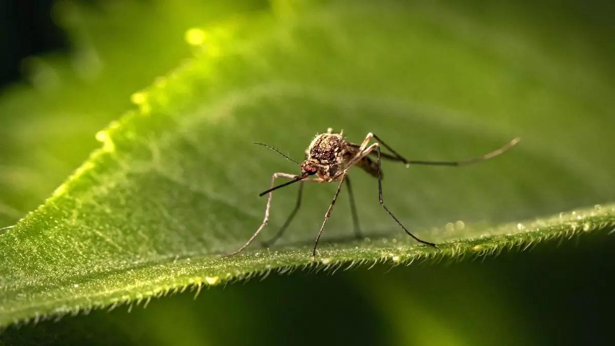 El mosquit tigre produeix unes molestres picades El mosquit tigre produeix unes molestres picades