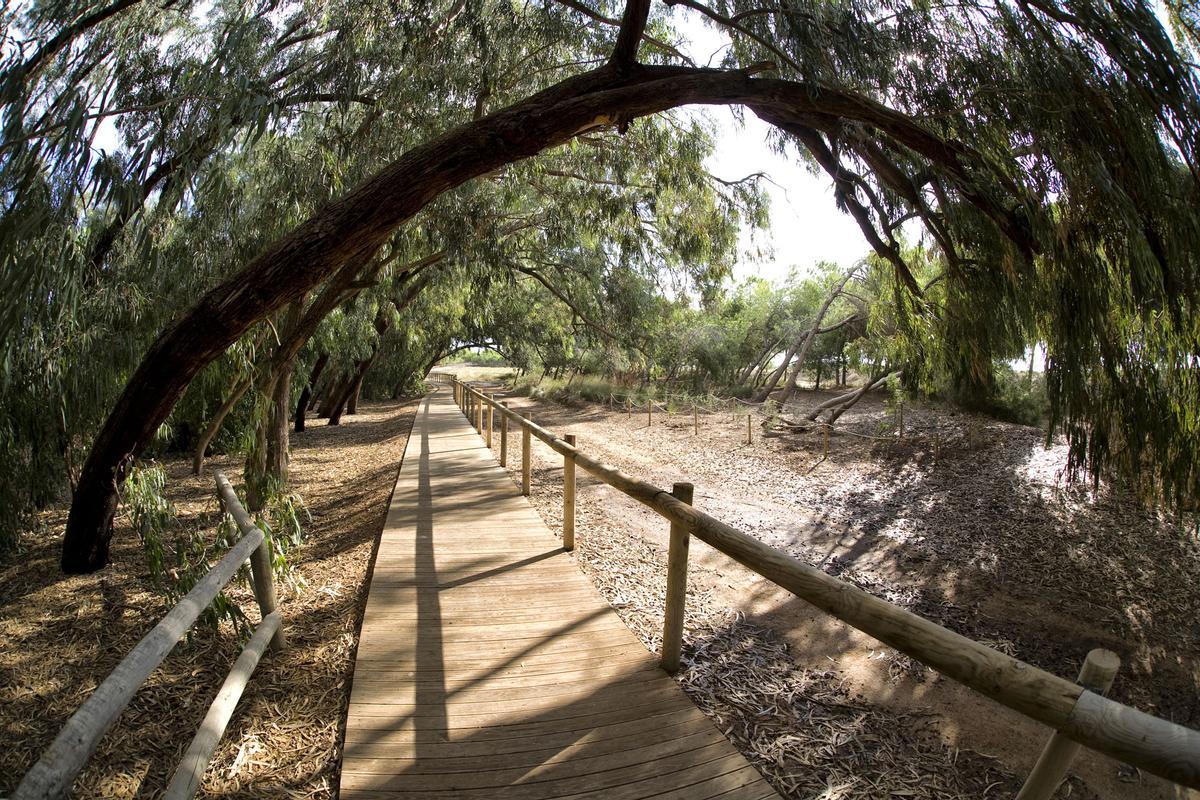 Característico arco de eucaliptus de la zona de pic nic, mirador y sendero de visiantes del parque natural de las lagunas en La Mata