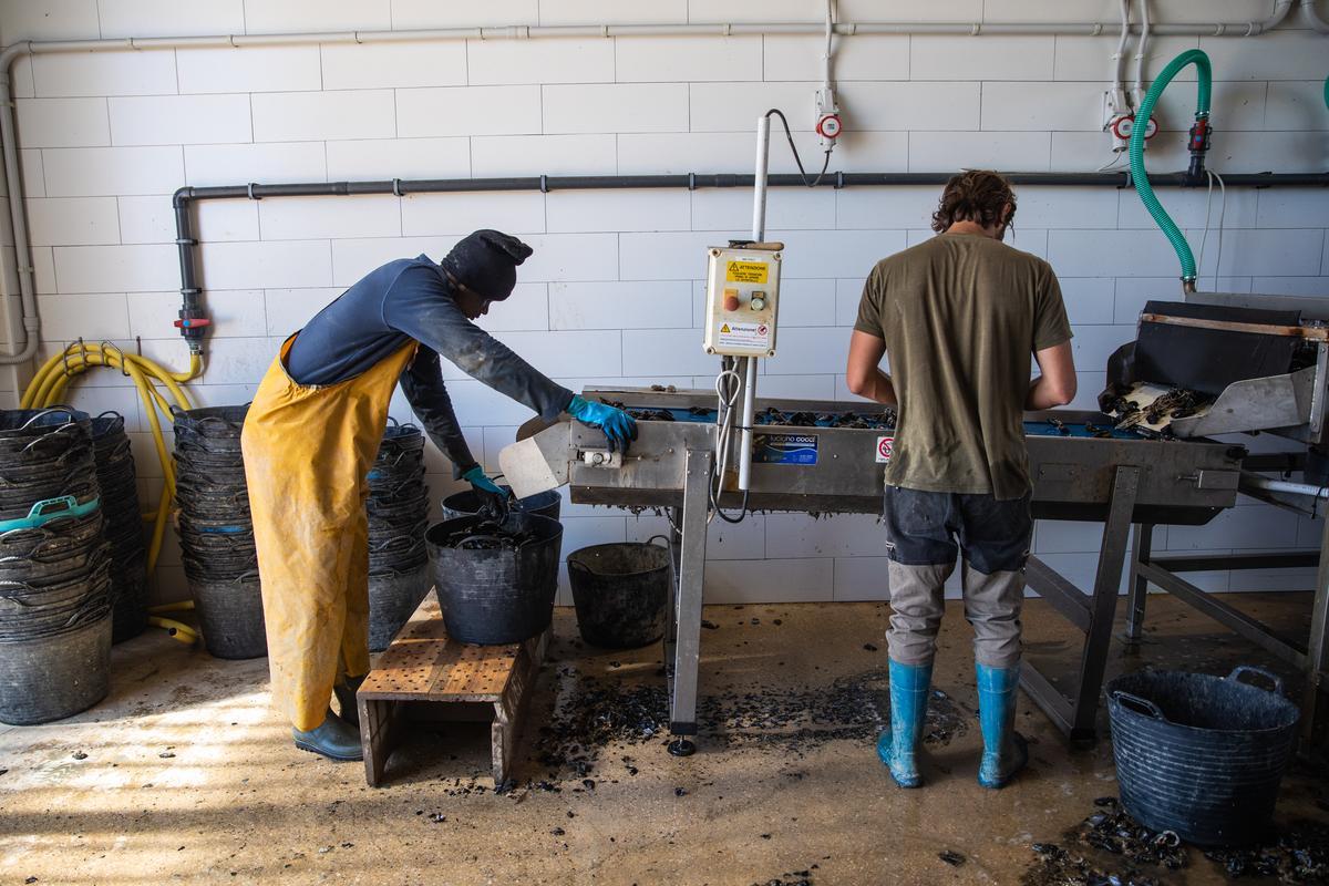 Trabajadores cargan mejillones del delta del Ebro.