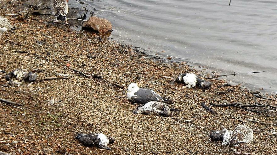 ¿Por qué se mueren (en masa) las gaviotas? - Faro de Vigo - Vimarsana News
