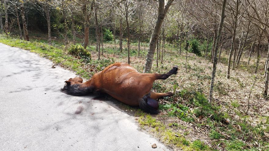 Aparece muerta de un tiro una yegua en una carretera de Moraña