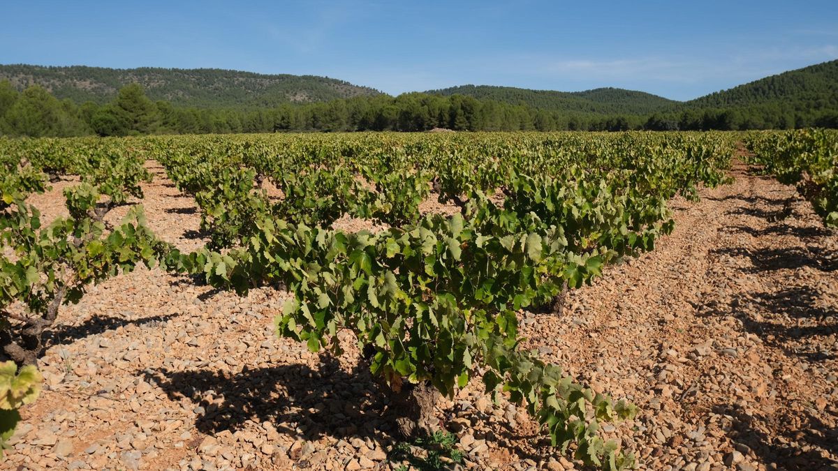 Viñedos de la cooperativa Bodegas del Rosario de Bullas.