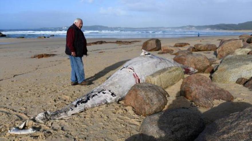 Arriba, la ballena localizada en A Lanzada. A la izquierda, también en la misma playa, ayer, a solo unos metros, había también un delfín mular. |   // GUSTAVO SANTOS