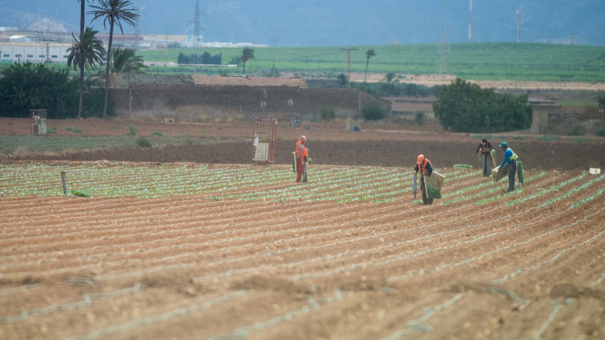 Varios empleados trabajan en el cultivo de una finca agrícola en el Campo de Cartagena.