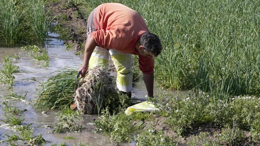 El cultivo de productos autóctonos disminuye porque «no es rentable» para los agricultores