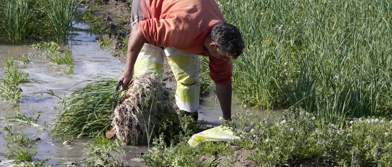 Imagen de archivo de un agricultor en un campo de ajos tiernos en la huerta de Xàtiva.