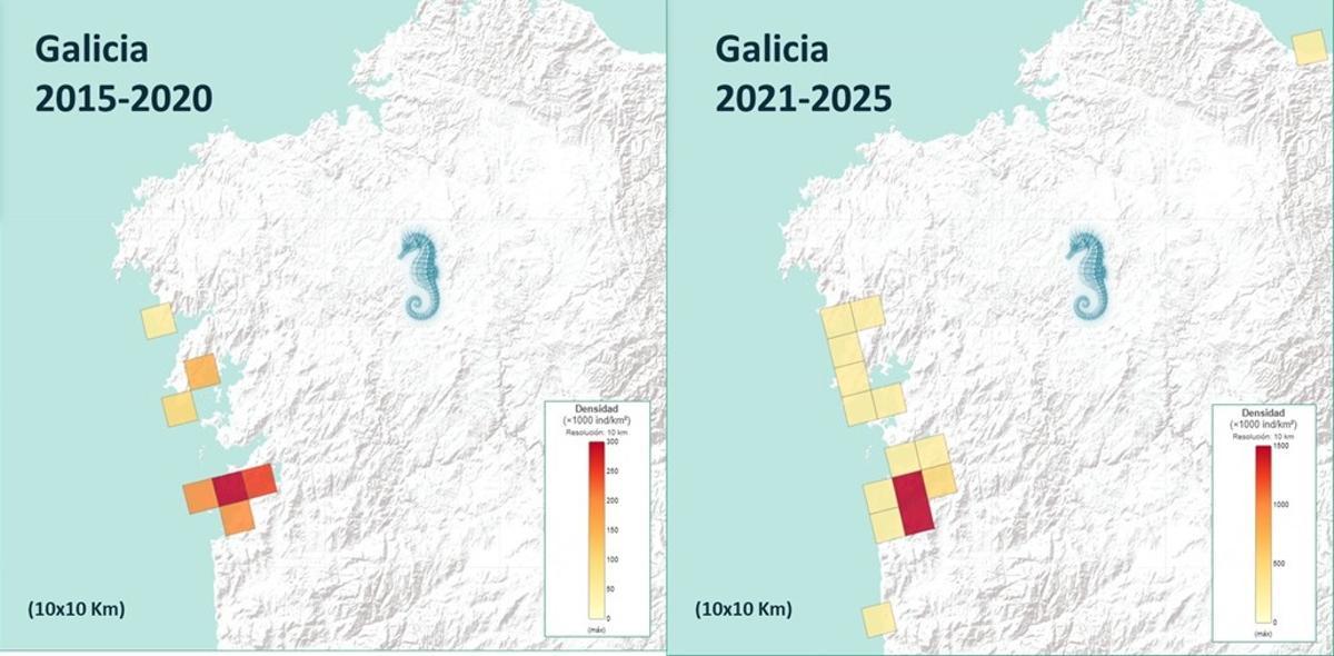 Mapa de distribución de las poblaciones de caballitos de mar de Galicia.