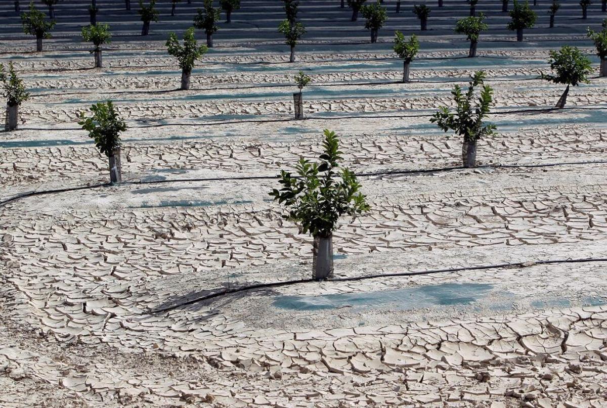 Paisaje de sequía en Orihuela (Alicante).