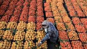 F. prausnitzii modula potencialmente la asociación entre la ingesta de cítricos y la depresión