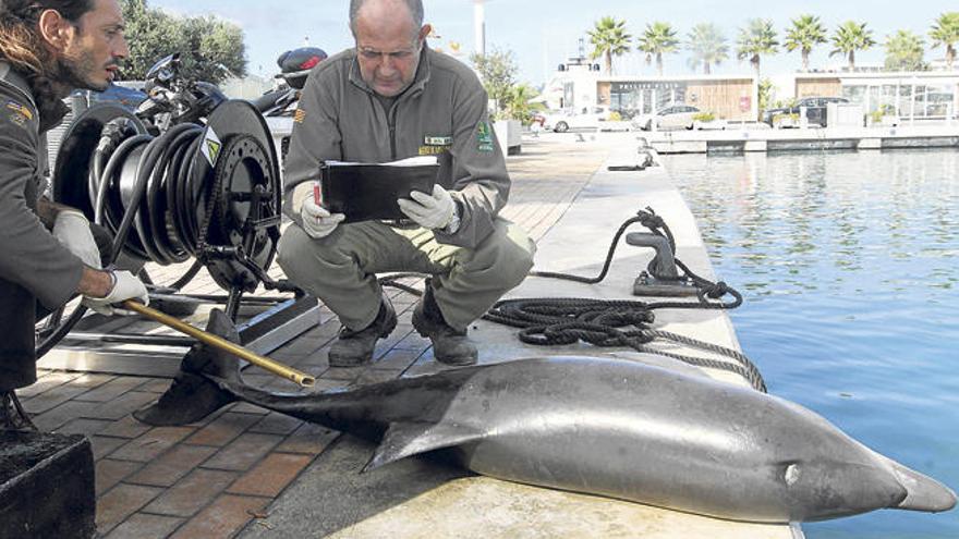 Los dos agentes de Medio Ambiente toman los primeros datos del cetáceo.