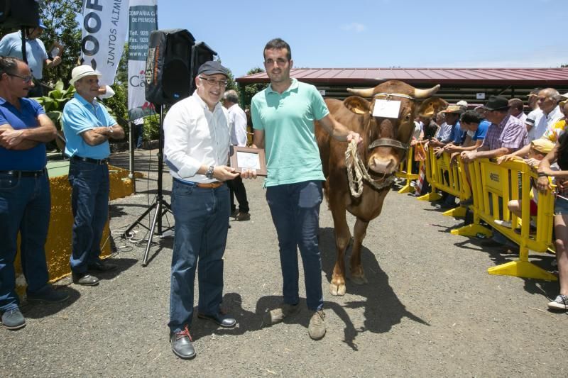 26.05.18. Bañaderos, Arucas. Feria de Ganado Selecto de Gran Canaria. Granja del Cabildo de GC..  Foto Quique Curbelo  | 27/05/2018 | Fotógrafo: Quique Curbelo