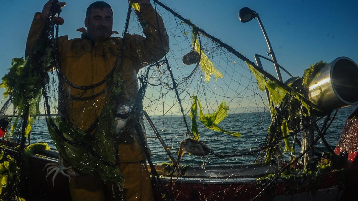 La pesca del choco con trasmallos en la ría de Arousa.