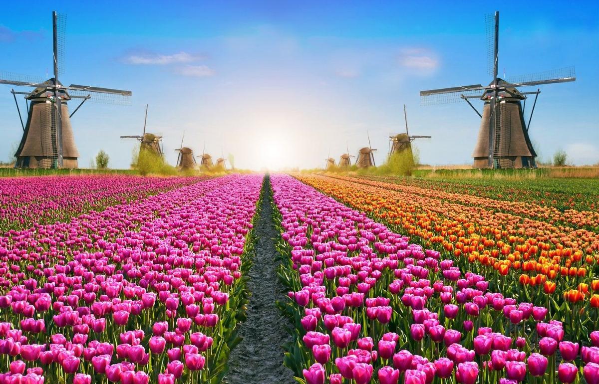 Los 10 Campos De Flores Más Espectaculares Del Mundo Viajar