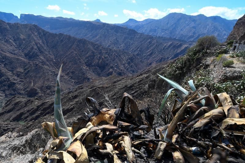 15-10-19 SUPLEMENTOS. ZONA CUMBRERA. ZONA CUMBRERA. Reportaje zonas quemadas tras dos meses. Reportaje triple entrega sobre el paisaje quemado, al cumplirse dos meses. La primera parte será Los tesosos de la Cumbre, en plan más positivo, con los brotes verdes, lugares que visitar. Un segundo con los héroes sin capa, sus protagonistas y una tercera con Lo que el fuego se llevó o Lo perdido, la parte más triste.  Fotos: Juan Castro.  | 15/10/2019 | Fotógrafo: Juan Carlos Castro