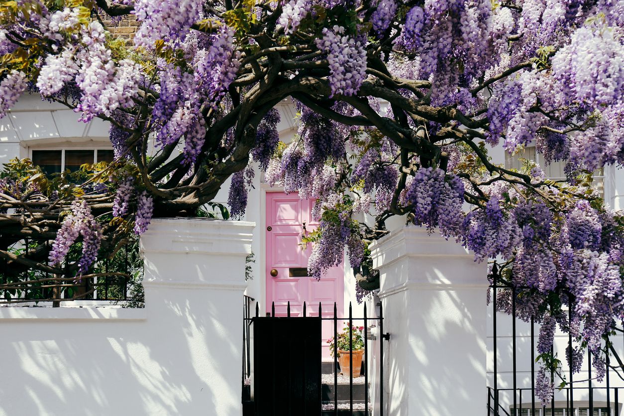 Floreciente árbol de la glicina cubrir encima de una fachada de una casa en Notting Hill, Londres.